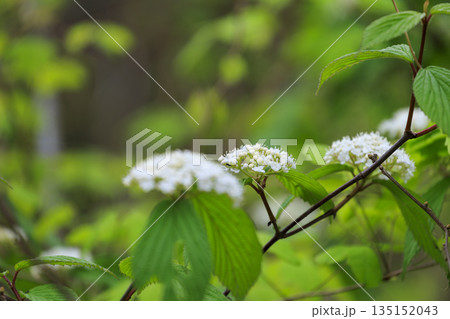春の森に咲く白いカマズミの花 春の森に咲く白いカマズミの花 135152043