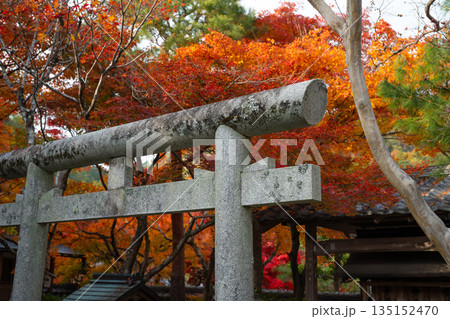 Stone torii gate standing in japanese garden during autumn foliage season Stone torii gate standing in japanese garden during autumn foliage season 135152470