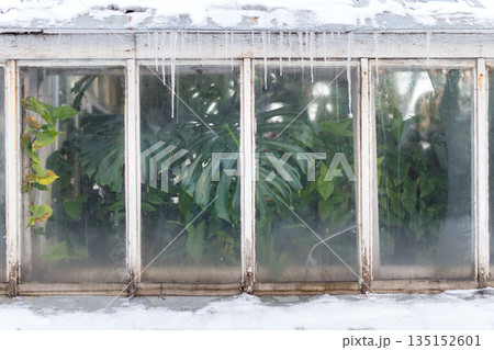 Greenhouse during winter or early spring time. Monstera tropical plant near the window indoor Greenhouse during winter or early spring time. Monstera tropical plant near the window indoor 135152601