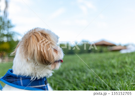 A small dog is sitting on the grass with a blue bandana around its neck A small dog is sitting on the grass with a blue bandana around its neck 135152705
