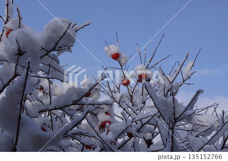 雪をかぶった柿の木 135152766
