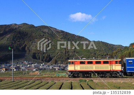 一面のお茶畑が広がる景色の中のんびりと走る大井川鉄道E32形機関車の急行列車_2026/1/3撮影 135152839