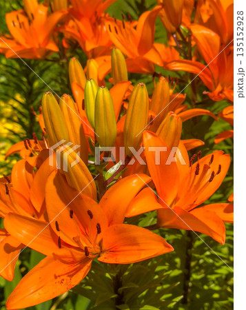 Vibrant orange lily flowers blooming in lush green garden setting 135152928
