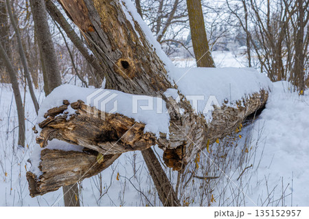 Fallen Tree Covered With Snow 135152957