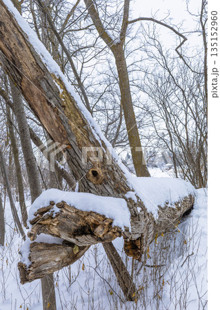 Fallen Tree Covered With Snow Fallen Tree Covered With Snow 135152960