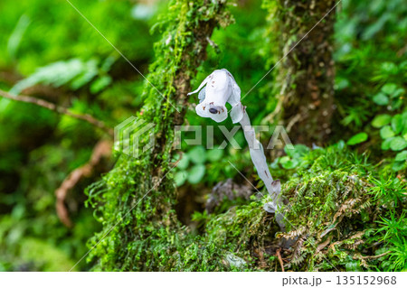 ギンリョウソウ　ユウレイタケ　屋久島白谷雲水峡(6月 135152968