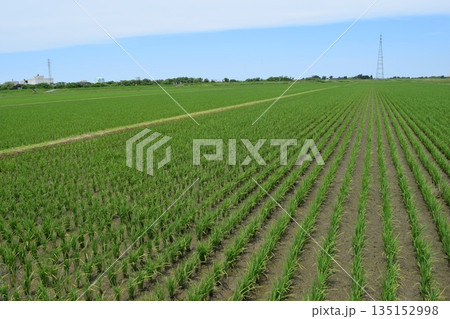 田植え3週間後の水田 135152998