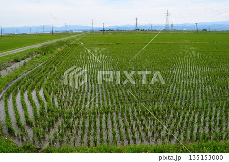 田植え3週間後の水田 田植え3週間後の水田 135153000
