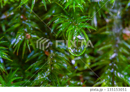 スギゴケの仲間 屋久島白谷雲水峡(夏 スギゴケの仲間 屋久島白谷雲水峡(夏 135153051