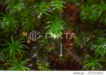 スギゴケの仲間 屋久島白谷雲水峡(夏 スギゴケの仲間 屋久島白谷雲水峡(夏 135153052