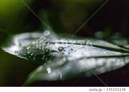 木漏れ日と水滴 屋久島白谷雲水峡(夏 木漏れ日と水滴 屋久島白谷雲水峡(夏 135153136