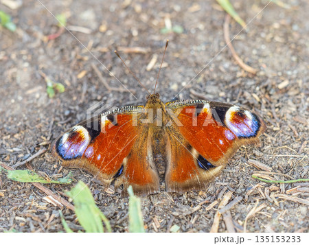 Peacock butterfly on the ground among the grass 135153233