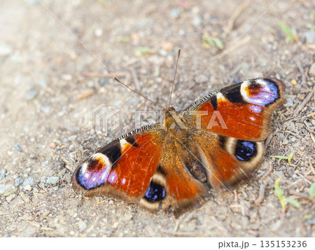 Peacock butterfly on the ground among the grass Peacock butterfly on the ground among the grass 135153236