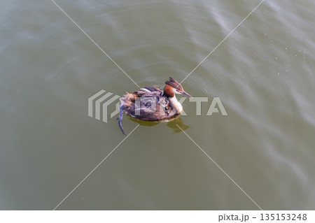 The water bird Great crested Grebe, Podiceps cristatus, swimming in the lake, and its cute babies riding on its back 135153248