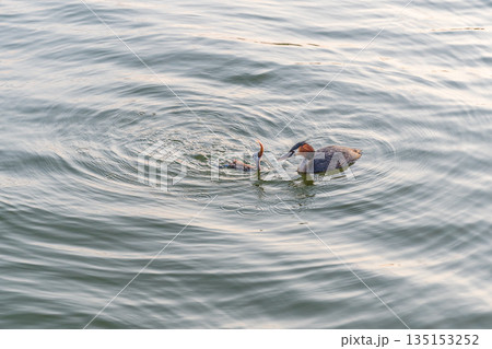 An adult great crested grebe feeds its chick with fish on a summer evening. 135153252
