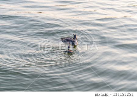 An adult great crested grebe feeds its chick with fish on a summer evening. An adult great crested grebe feeds its chick with fish on a summer evening. 135153253