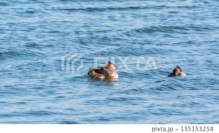 The waterfowl bird, great crested grebe with chick, swimming in the lake. 135153258