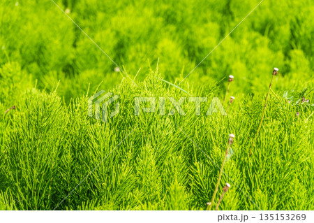 Wood horsetail (Equisetum sylvaticum) growing in the forest close up. Equisetum arvense, the field horsetail or common horsetail. Perennial herb 135153269