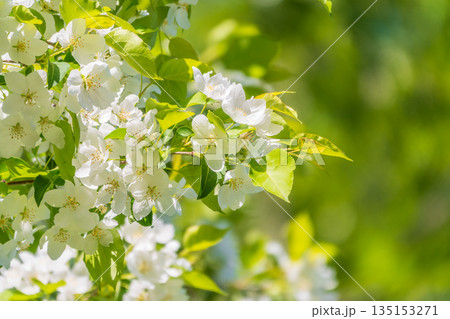 White blossoming apple trees. White apple tree flowers White blossoming apple trees. White apple tree flowers 135153271