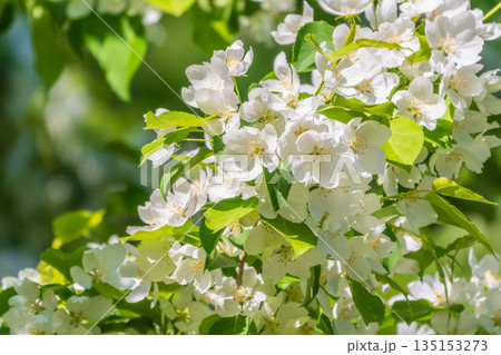 White blossoming apple trees. White apple tree flowers 135153273