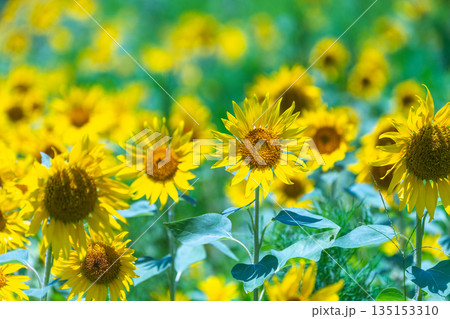 ヒマワリ　満開　神が宿る島屋久島(夏 135153310