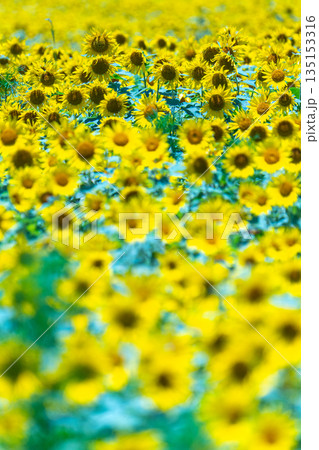 ヒマワリ　満開　神が宿る島屋久島(夏 135153316