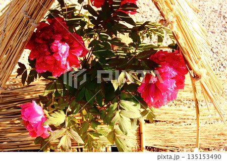 2026年1月に上野のぼたん苑に咲いた「太陽」という名の冬ぼたん 135153490