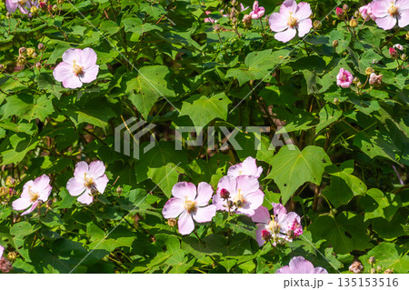 サキシマフヨウ　神が宿る島屋久島(秋 135153516