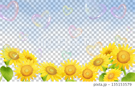 Sunflower background with flying heart-shaped soap bubbles 135153579