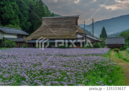 京都市左京区久多地域の夏の風物詩『北山友禅菊』を撮影 京都市左京区久多地域の夏の風物詩『北山友禅菊』を撮影 135153617