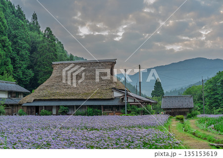 京都市左京区久多地域の夏の風物詩『北山友禅菊』を撮影 135153619