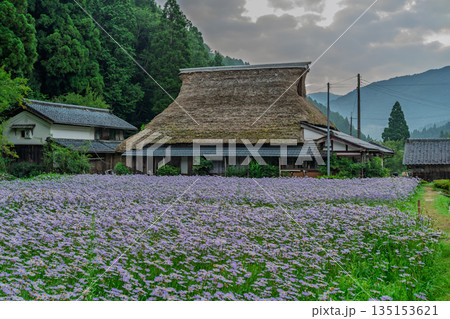 京都市左京区久多地域の夏の風物詩『北山友禅菊』を撮影 135153621