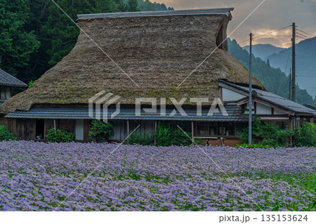 京都市左京区久多地域の夏の風物詩『北山友禅菊』を撮影 京都市左京区久多地域の夏の風物詩『北山友禅菊』を撮影 135153624