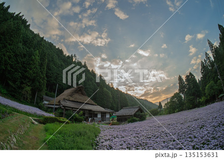 京都市左京区久多地域の夏の風物詩『北山友禅菊』を撮影 135153631