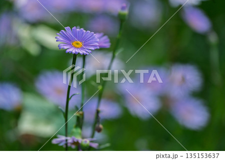 京都市左京区久多地域の夏の風物詩『北山友禅菊』を撮影 135153637
