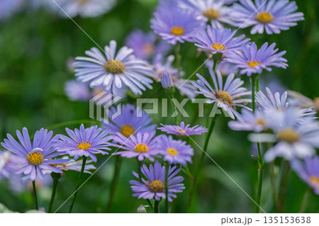 京都市左京区久多地域の夏の風物詩『北山友禅菊』を撮影 135153638
