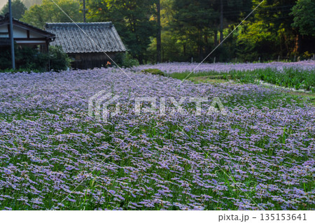 京都市左京区久多地域の夏の風物詩『北山友禅菊』を撮影 135153641