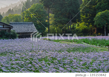 京都市左京区久多地域の夏の風物詩『北山友禅菊』を撮影 135153642