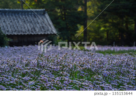 京都市左京区久多地域の夏の風物詩『北山友禅菊』を撮影 135153644