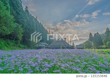 京都市左京区久多地域の夏の風物詩『北山友禅菊』を撮影 135153646