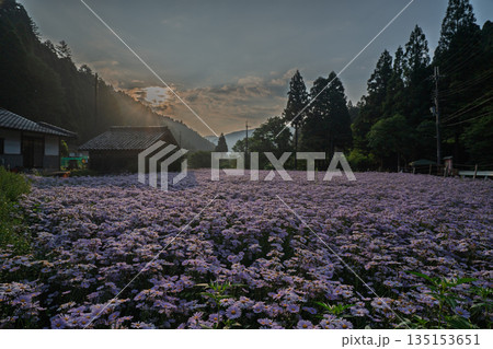 京都市左京区久多地域の夏の風物詩『北山友禅菊』を撮影 135153651