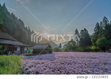 京都市左京区久多地域の夏の風物詩『北山友禅菊』を撮影 135153655