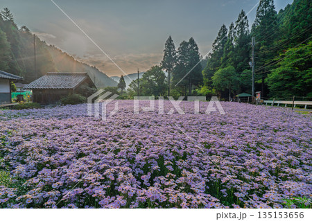 京都市左京区久多地域の夏の風物詩『北山友禅菊』を撮影 135153656