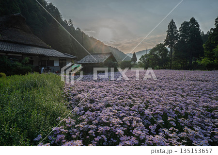 京都市左京区久多地域の夏の風物詩『北山友禅菊』を撮影 135153657
