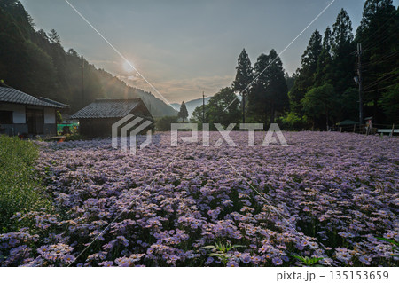 京都市左京区久多地域の夏の風物詩『北山友禅菊』を撮影 135153659