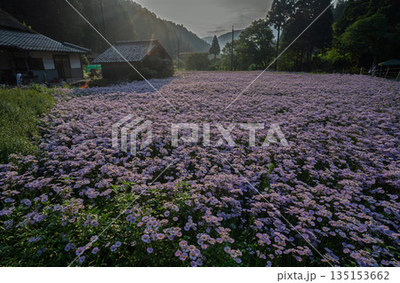 京都市左京区久多地域の夏の風物詩『北山友禅菊』を撮影 京都市左京区久多地域の夏の風物詩『北山友禅菊』を撮影 135153662