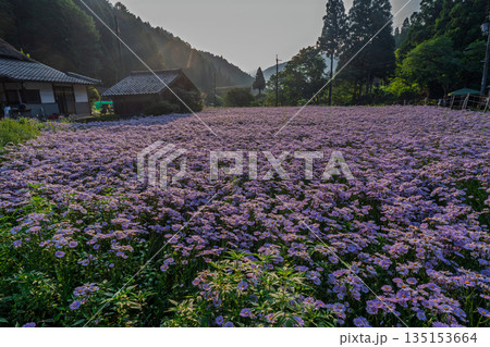 京都市左京区久多地域の夏の風物詩『北山友禅菊』を撮影 京都市左京区久多地域の夏の風物詩『北山友禅菊』を撮影 135153664