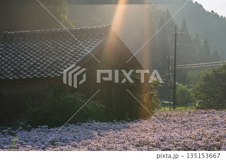 京都市左京区久多地域の夏の風物詩『北山友禅菊』を撮影 135153667