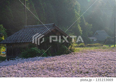京都市左京区久多地域の夏の風物詩『北山友禅菊』を撮影 135153669