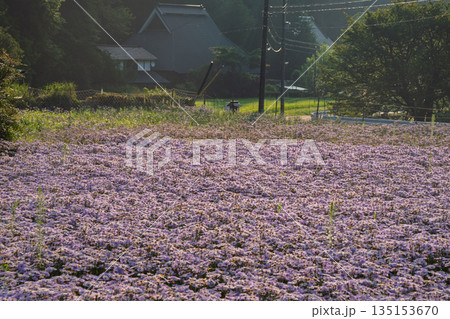 京都市左京区久多地域の夏の風物詩『北山友禅菊』を撮影 135153670